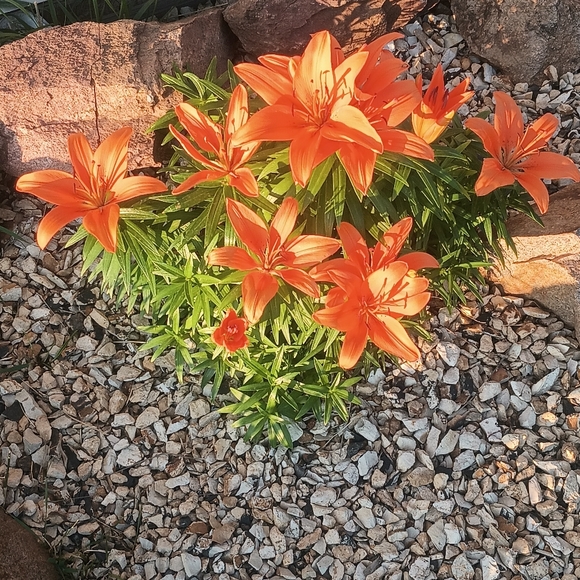 Meet your Posher, Jodi - Picture 4 of 4